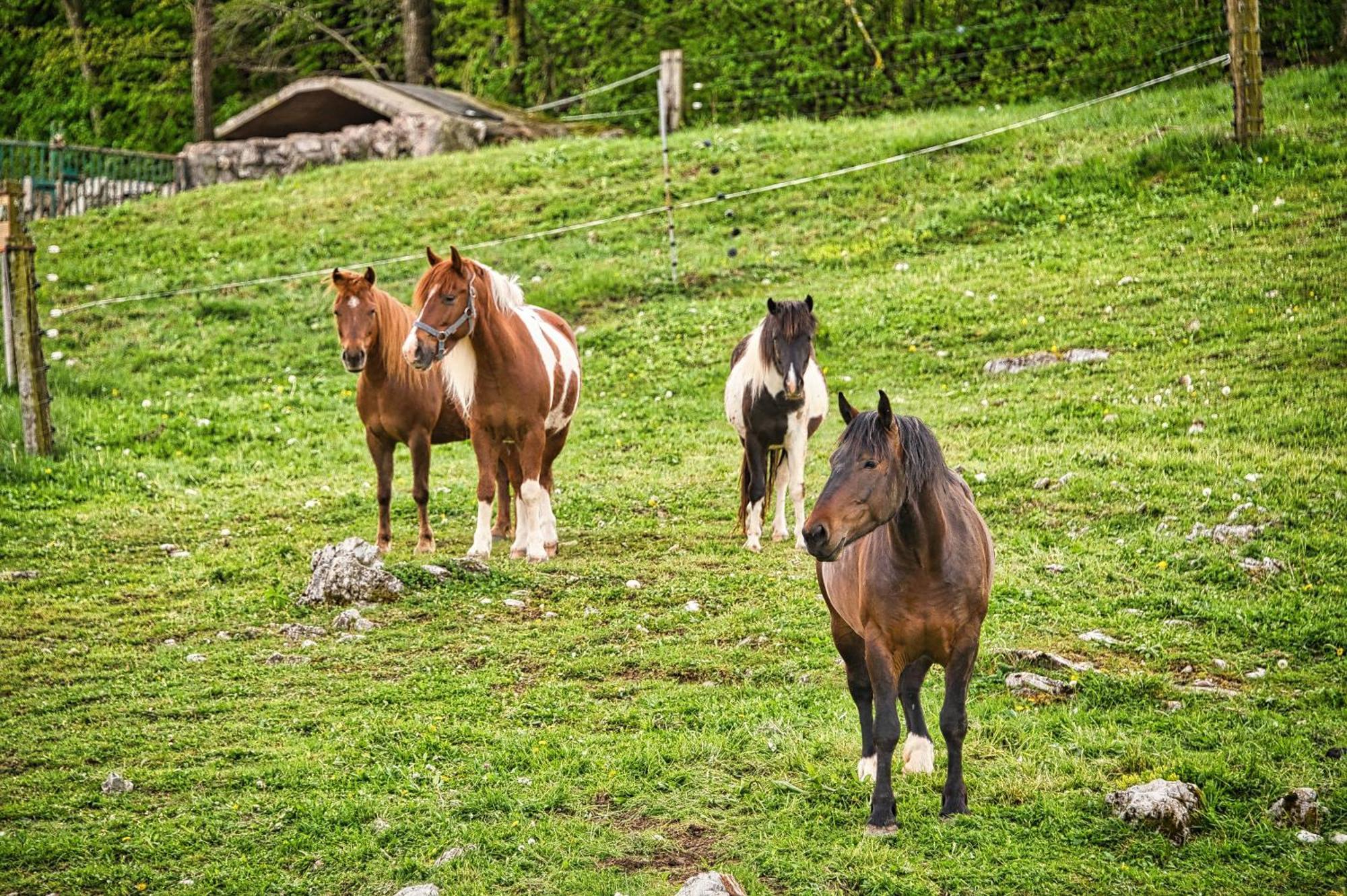 Farm Stay Ana Visnja Gora Extérieur photo