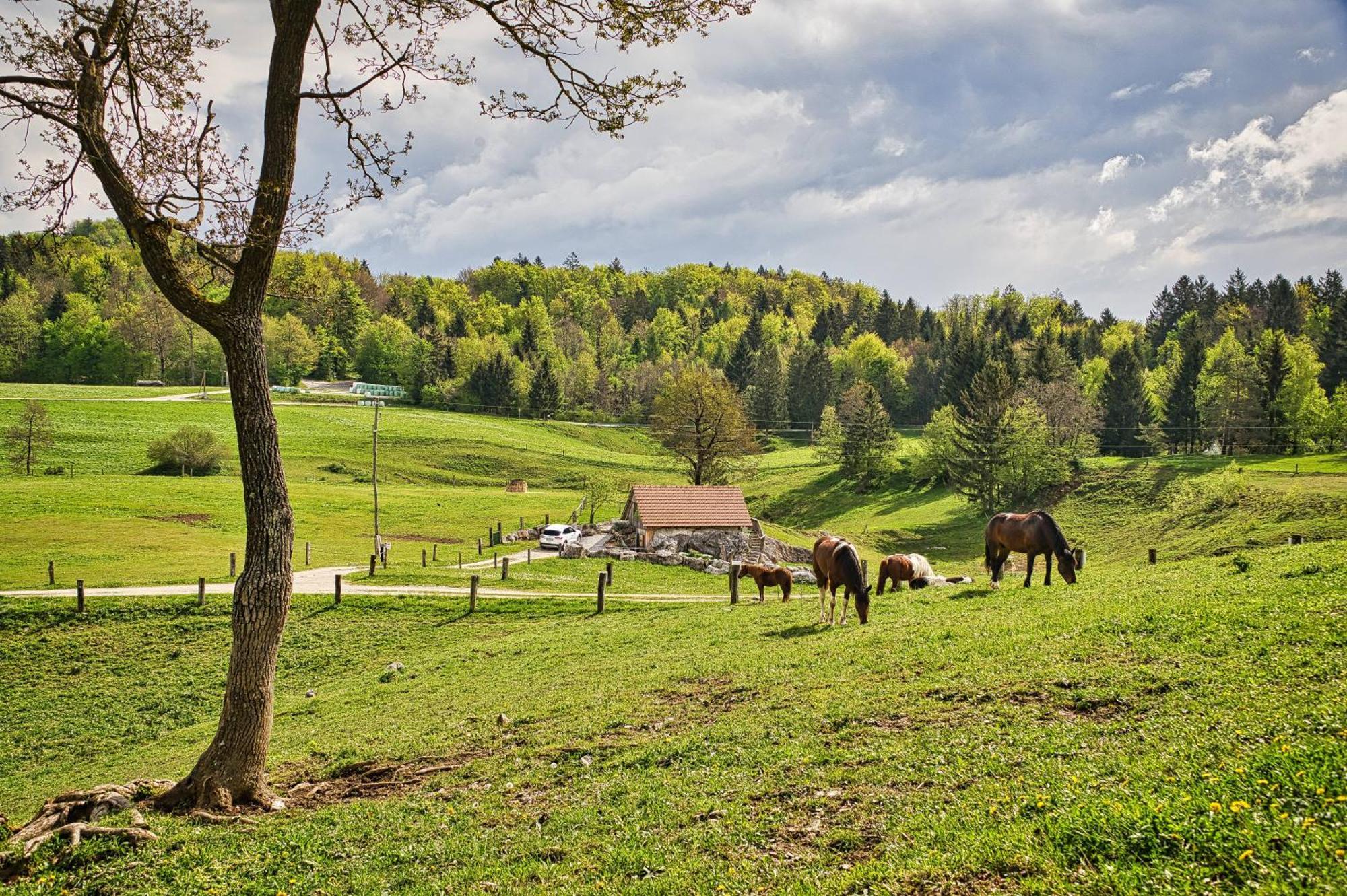 Farm Stay Ana Visnja Gora Extérieur photo